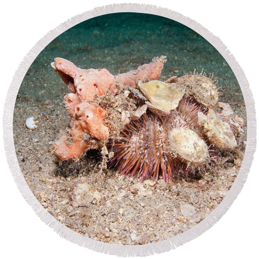 Invertebrate Round Beach Towel featuring the photograph Variegated Urchin #4 by Andrew J. Martinez