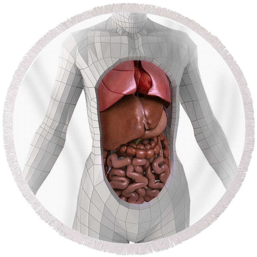 Organs Round Beach Towel featuring the photograph Human Anatomy #40 by Science Picture Co