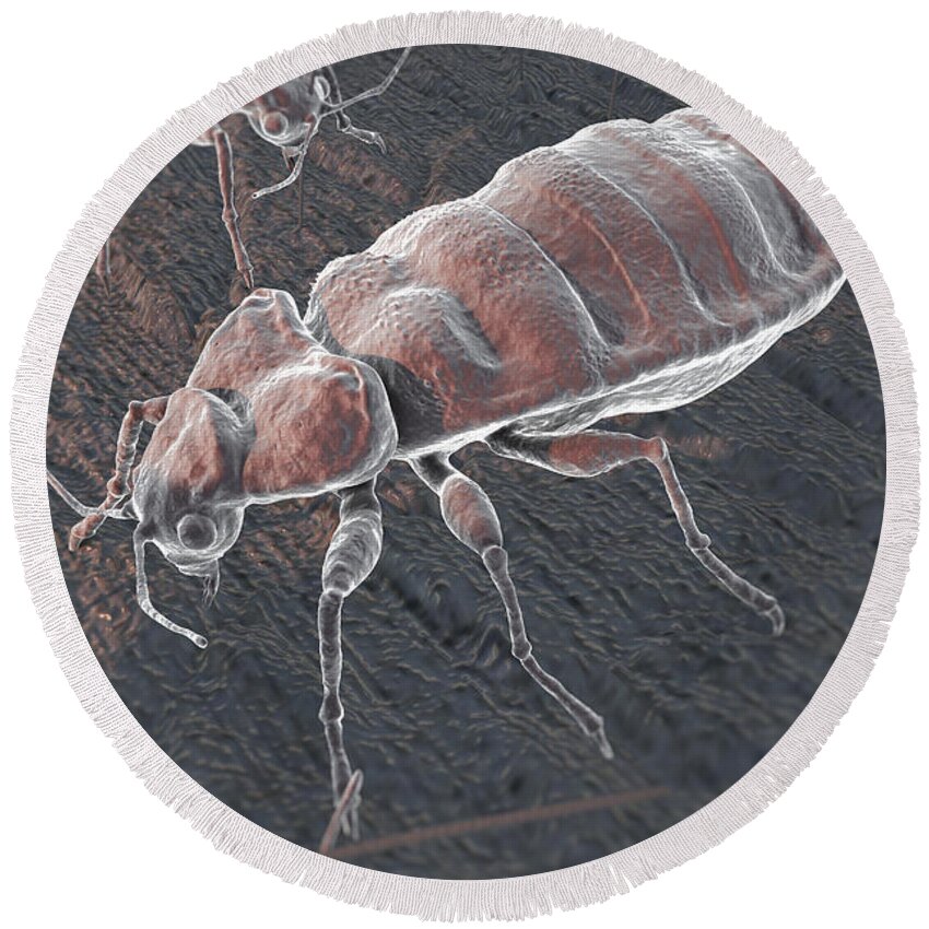 Haematophagy Round Beach Towel featuring the photograph Bed Bugs Cimex Lectularius #5 by Science Picture Co