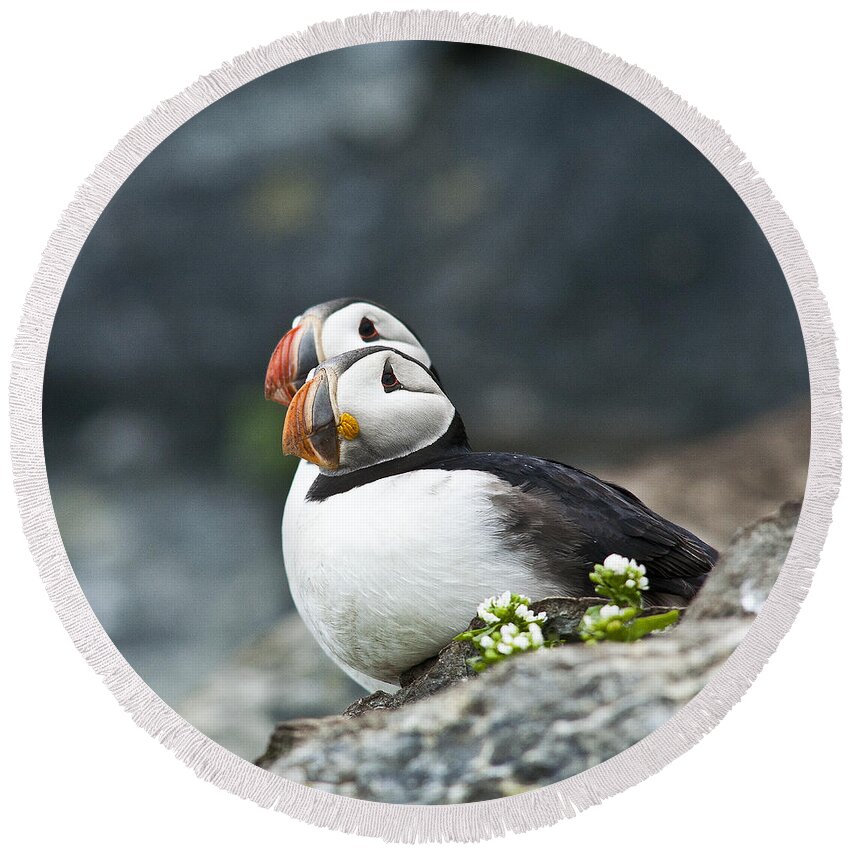 Puffin Round Beach Towel featuring the photograph Two Puffins on a Rock with Flowers by Heiko Koehrer-Wagner