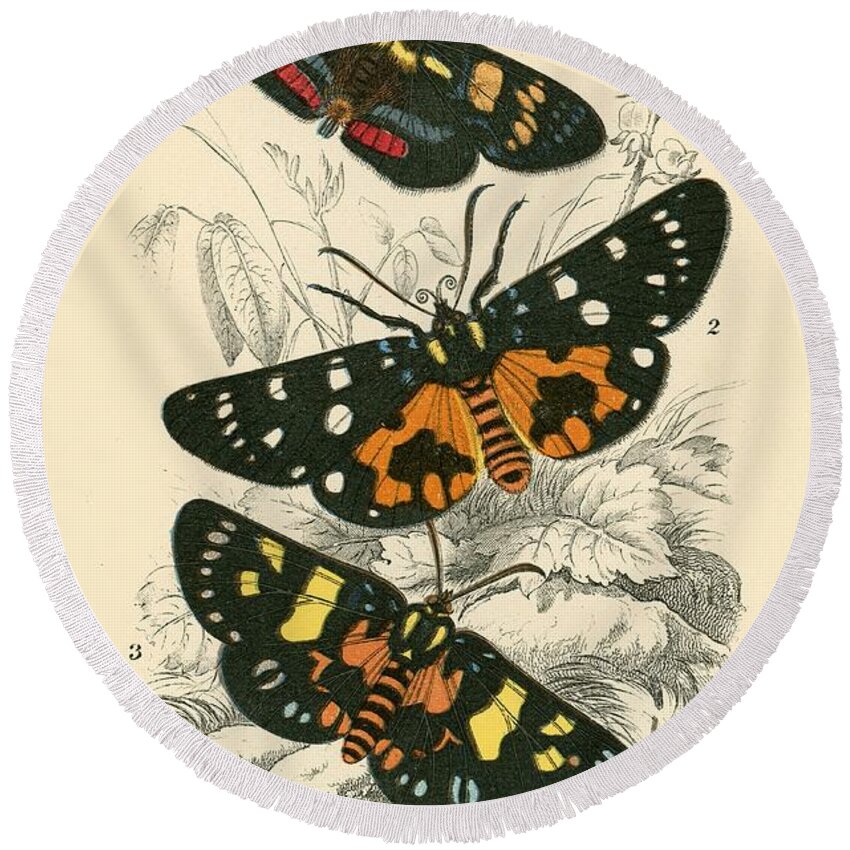 Insect Round Beach Towel featuring the painting Butterflies by English School