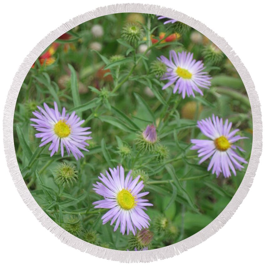 Asters Round Beach Towel featuring the photograph 6 Asters Left by Ron Monsour