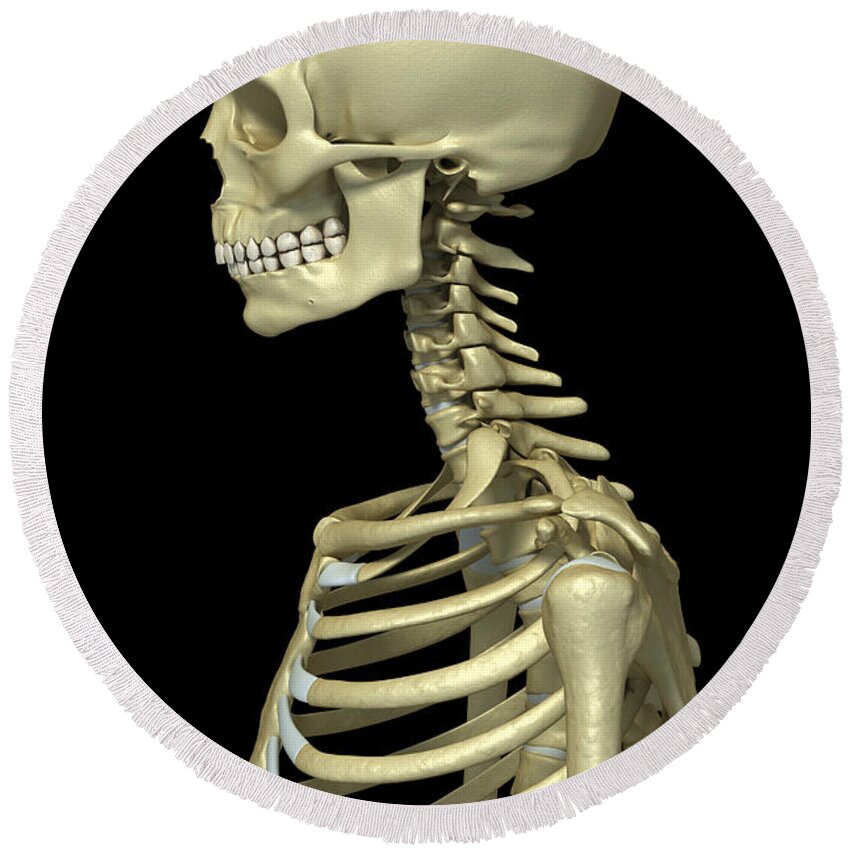 Bone Round Beach Towel featuring the photograph Bones Of The Upper Body #6 by Science Picture Co