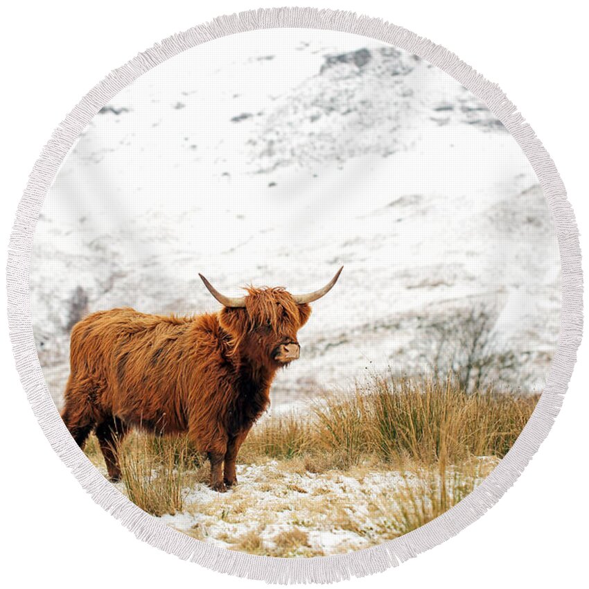 Highland Cattle Round Beach Towel featuring the photograph Highland Cow #6 by Grant Glendinning