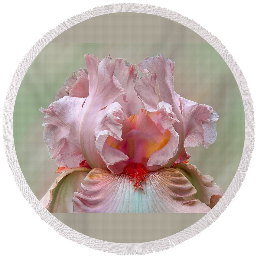 Pink Round Beach Towel featuring the photograph Pink Electrabrite Bearded Iris by Patti Deters