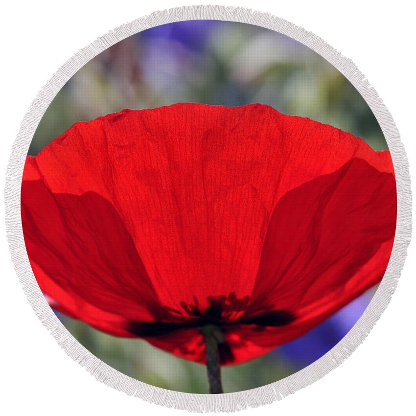 Poppy; Corn Poppy; Papaver Rhoeas; Red; Flower; Wild; Plant; Spring; Flowers; Photograph; Photography; Back Light; Back Lighting; Springtime; Season; Nature; Natural; Natural Environment; Natural World; Flora; Bloom; Blooming; Blossom; Blossoming; Color; Colour; Colorful; Colourful; Earth; Environment; Ecological; Ecology; Country; Landscape; Countryside; Scenery; Macro; Close-up; Detail; Details; Esthetic; Esthetics; Artistic; Beautiful; Beauty; Poppies Round Beach Towel featuring the photograph Poppy flower #8 by George Atsametakis