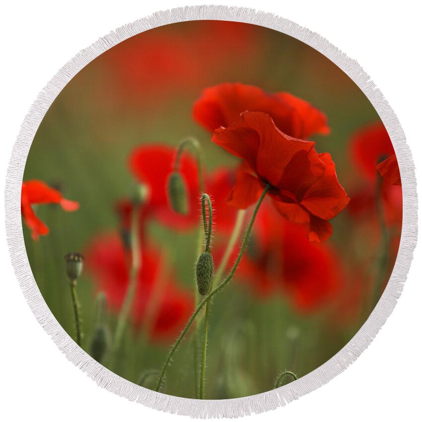 Poppy Round Beach Towel featuring the photograph Red #6 by Nailia Schwarz