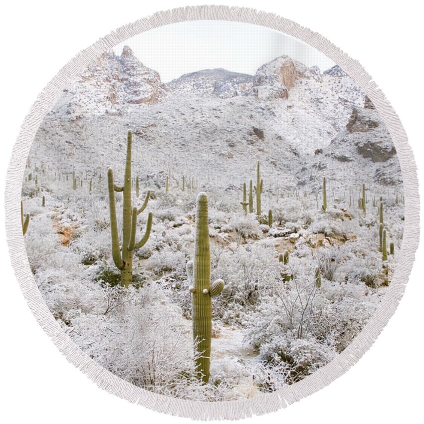 Arizona Flora Round Beach Towel featuring the photograph Rare Desert Snow On Saguaro Cactus #7 by Craig K. Lorenz