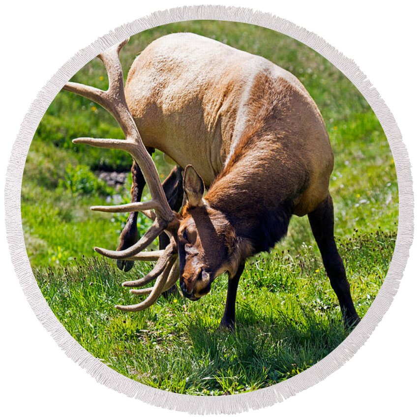 Bull Round Beach Towel featuring the photograph Wapiti Elk in Rocky Mountain National Park #7 by Fred Stearns