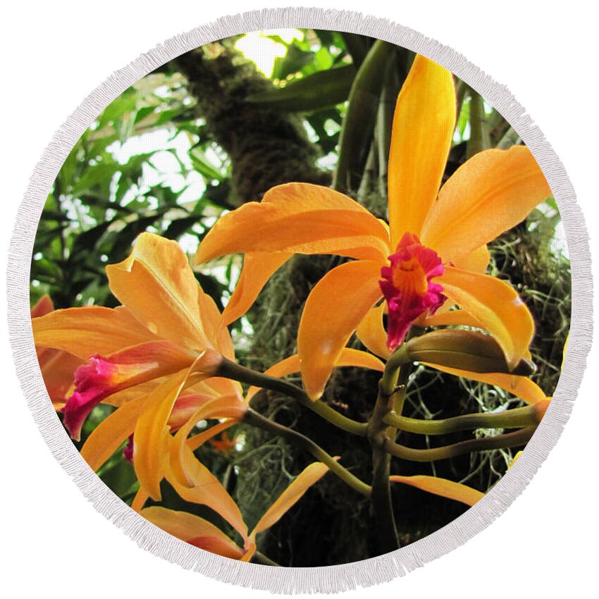 Orchids Round Beach Towel featuring the photograph Orchids #8 by John Freidenberg