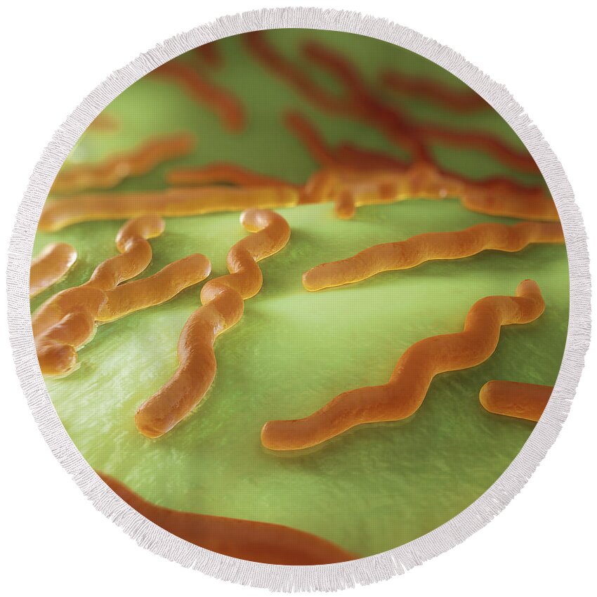 Pathogenic Round Beach Towel featuring the photograph Borrelia Burgdorferi #9 by Science Picture Co