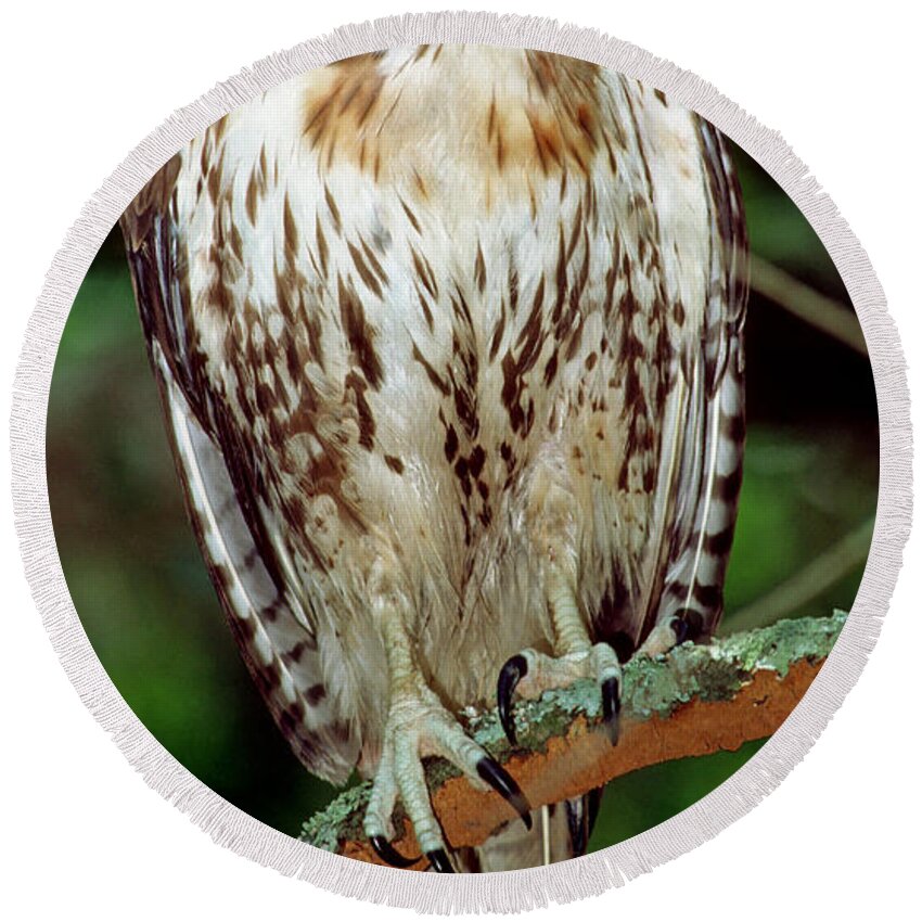 Red-tailed Hawk Round Beach Towel featuring the photograph Red-tailed Hawk #9 by Millard H. Sharp