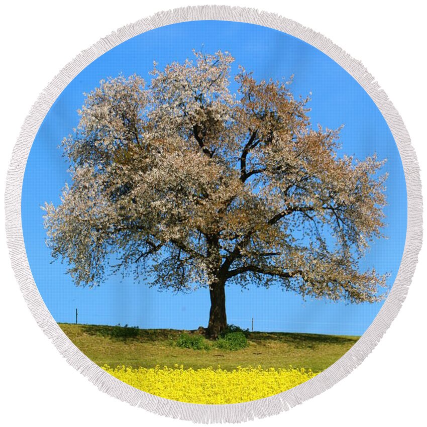  Agriculture Round Beach Towel featuring the photograph A blooming lone Tree in Spring with canolas in front by Amanda Mohler