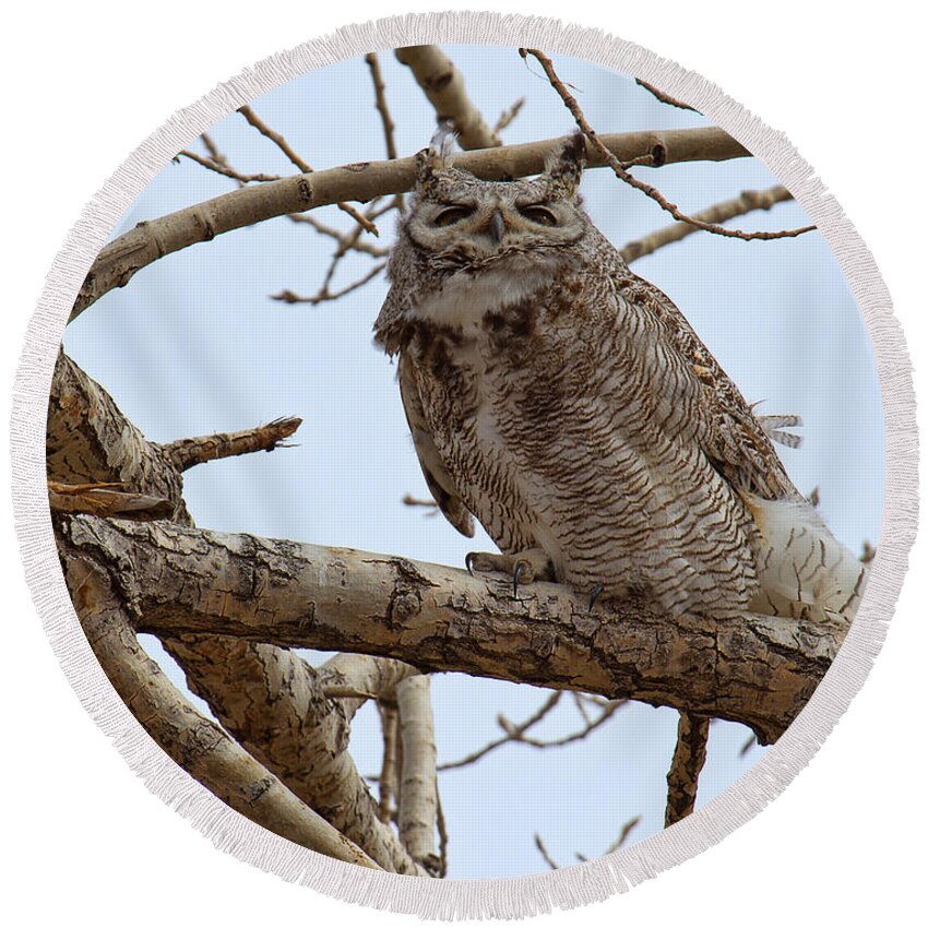 Horned Owl Round Beach Towel featuring the photograph A Blustery Day by Jim Garrison