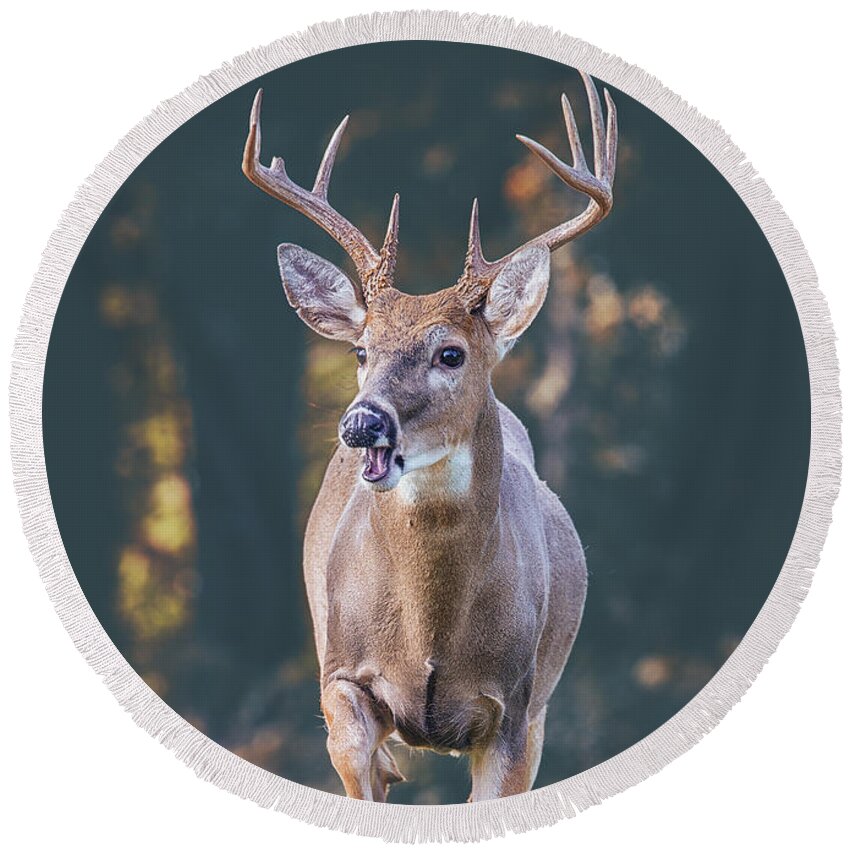 Buck Round Beach Towel featuring the photograph A Buck From The Shadows by Bill and Linda Tiepelman
