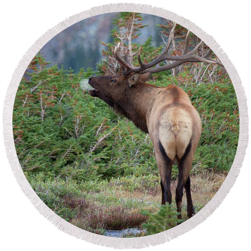 Elk Photograph Round Beach Towel featuring the photograph A Chill in the Air by Jim Garrison