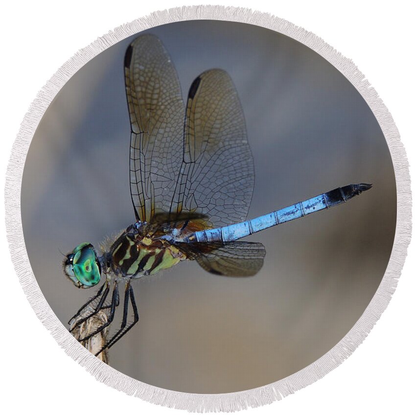 Dragonfly Round Beach Towel featuring the photograph A Dragonfly IV by Raymond Salani III