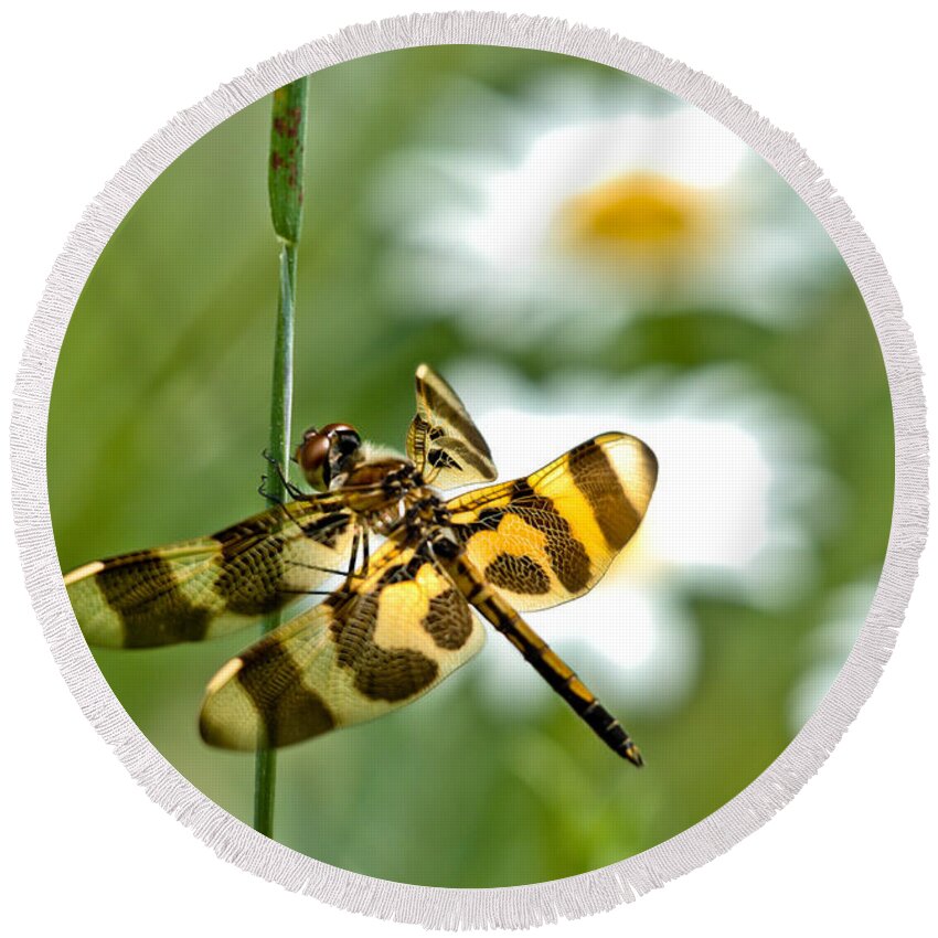 Halloween Pennant Dragonfly Round Beach Towel featuring the photograph A Dragonfly's Life by Cheryl Baxter