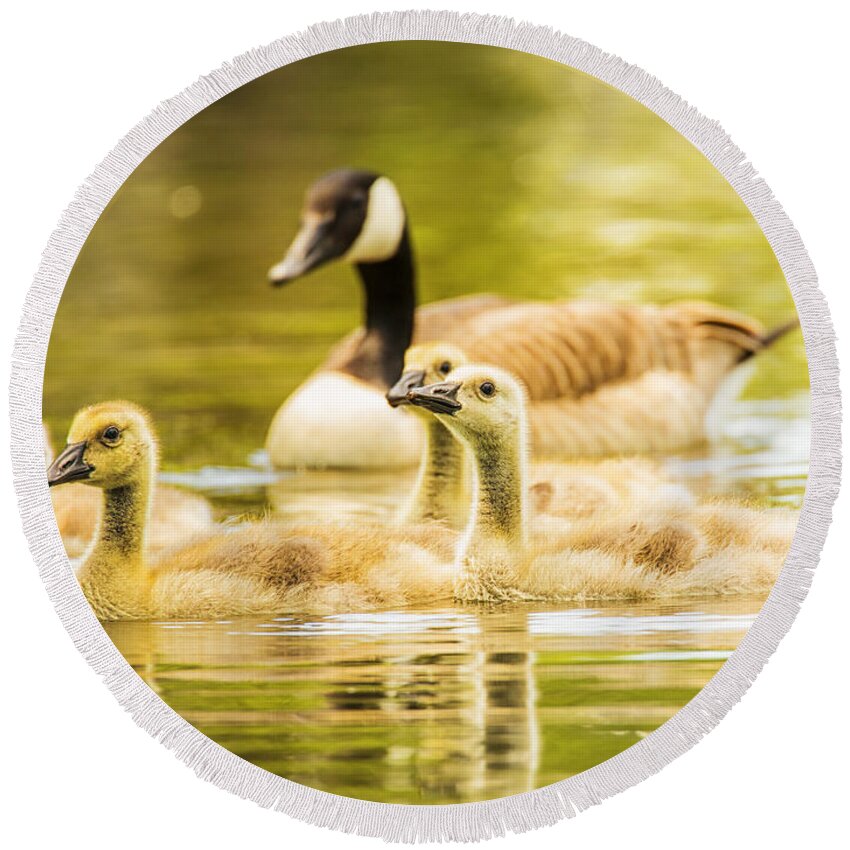 Goose Round Beach Towel featuring the photograph A Goosey Family Affair by Bill and Linda Tiepelman