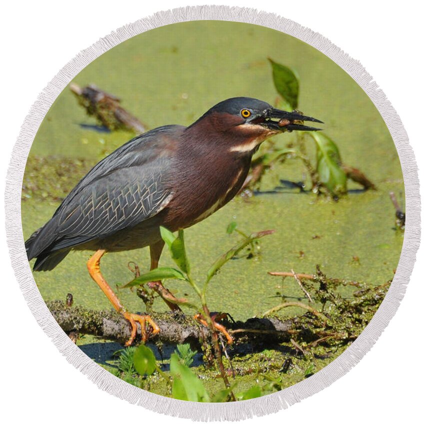 Birds Round Beach Towel featuring the photograph A Greenbacked Heron's Breakfast by Kathy Baccari