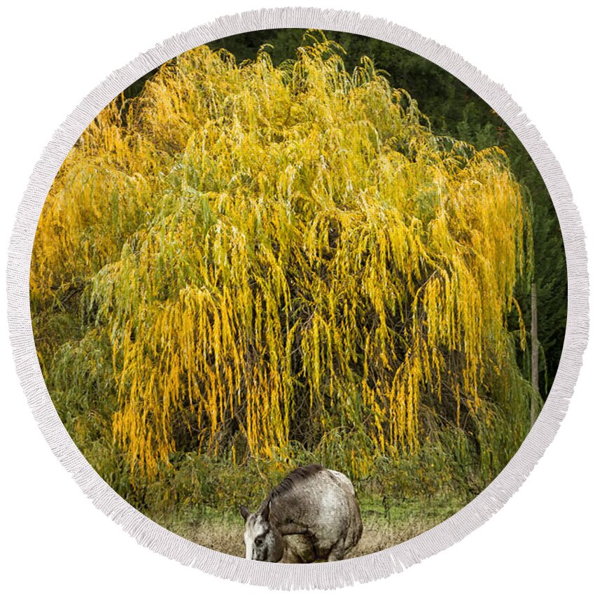 Horse Round Beach Towel featuring the photograph A Horse and A Willow Tree by Belinda Greb