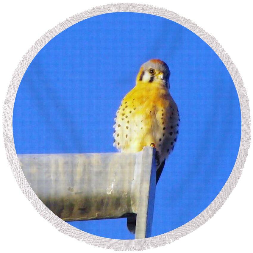 Birds Round Beach Towel featuring the photograph A Kestral Poses by Jeff Swan