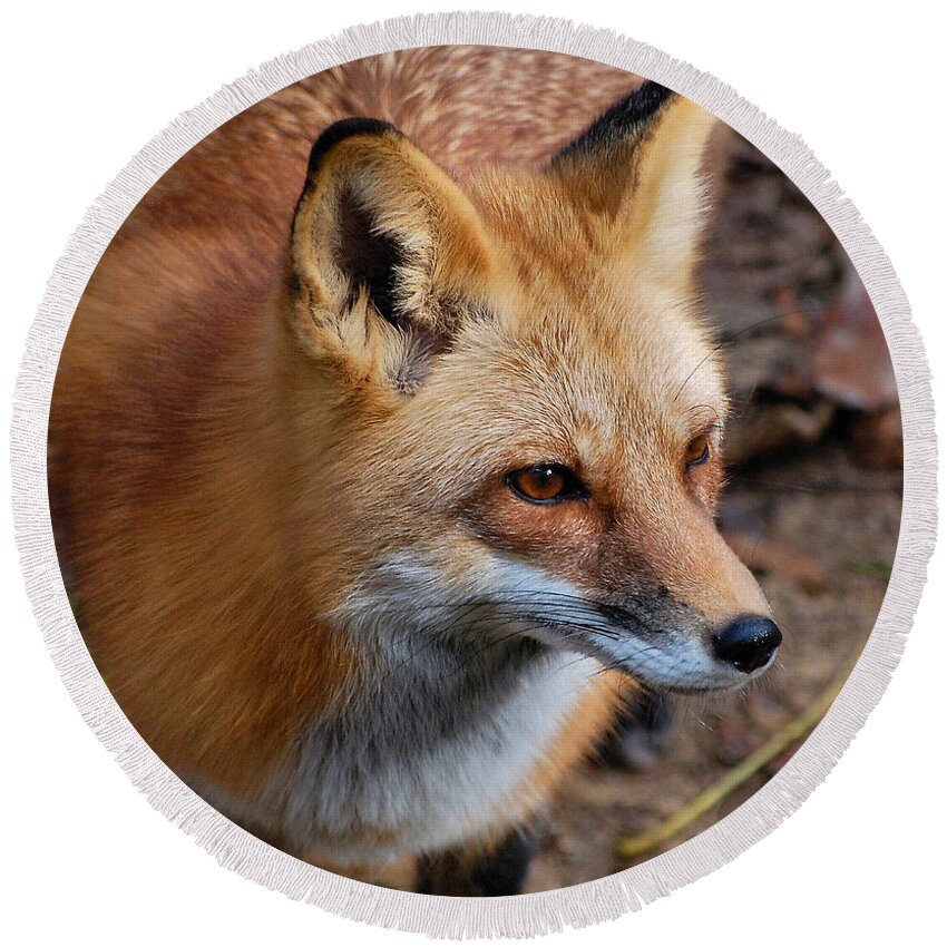 Fox Round Beach Towel featuring the photograph A Little Red Fox by Kathy Baccari