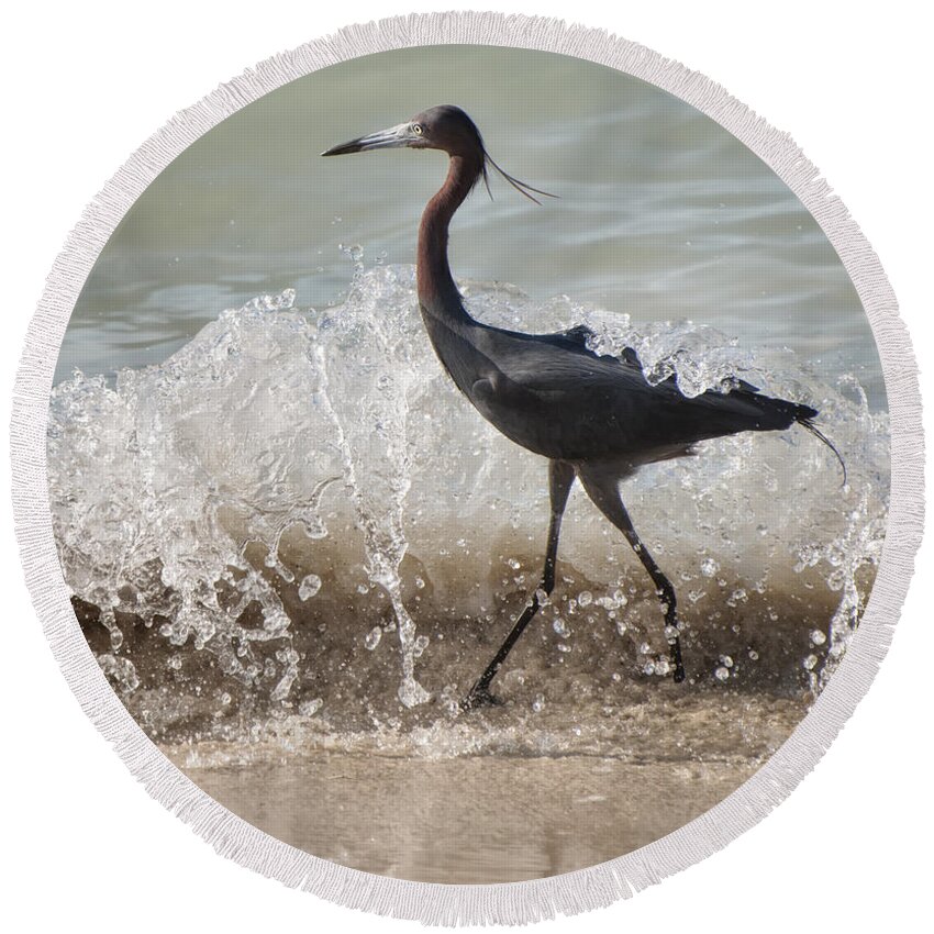Jamaica Round Beach Towel featuring the photograph A Morning Stroll Interrupted by Gary Slawsky