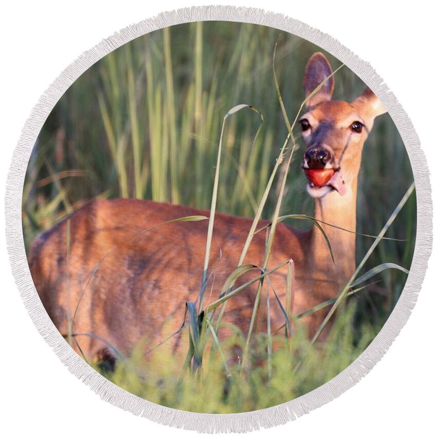 Deer Round Beach Towel featuring the photograph A mouth full by Elizabeth Winter