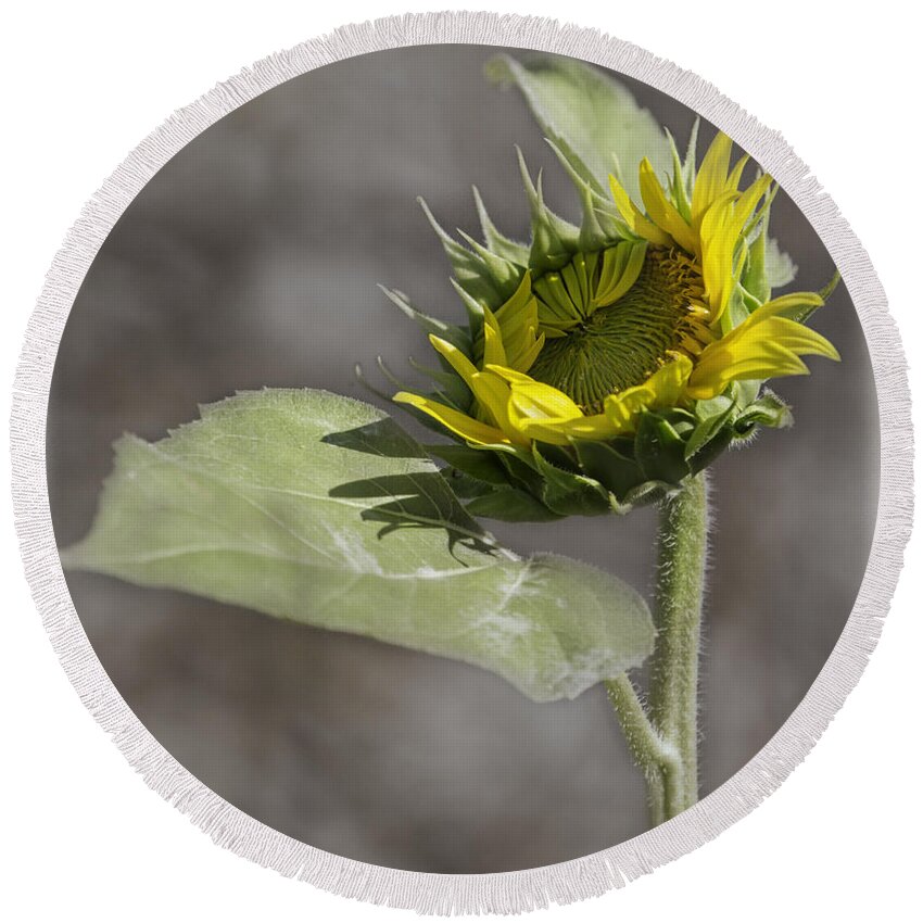 Sunflower Round Beach Towel featuring the photograph A New Beginning by Thomas Young