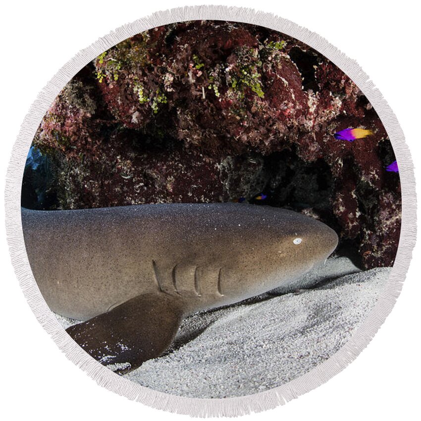 Belize Round Beach Towel featuring the photograph A Nurse Shark Rests On The Seafloor by Ethan Daniels
