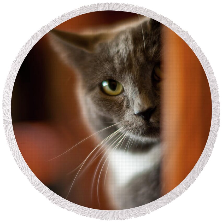 Cat Round Beach Towel featuring the photograph A Peek by Mike Reid