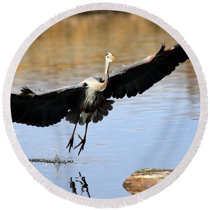 Great Blue Heron Round Beach Towel featuring the photograph A Perfect Landing by Shane Bechler