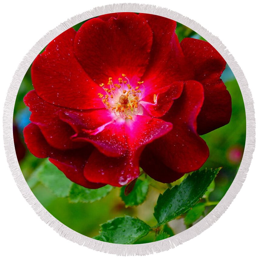 Rose Round Beach Towel featuring the photograph A Rose is a Rose by Frozen in Time Fine Art Photography