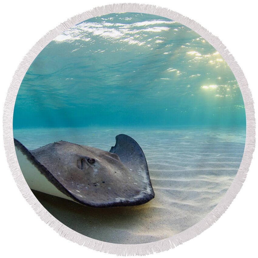 Stingray Round Beach Towel featuring the photograph A Southern Stingray by Alex Mustard