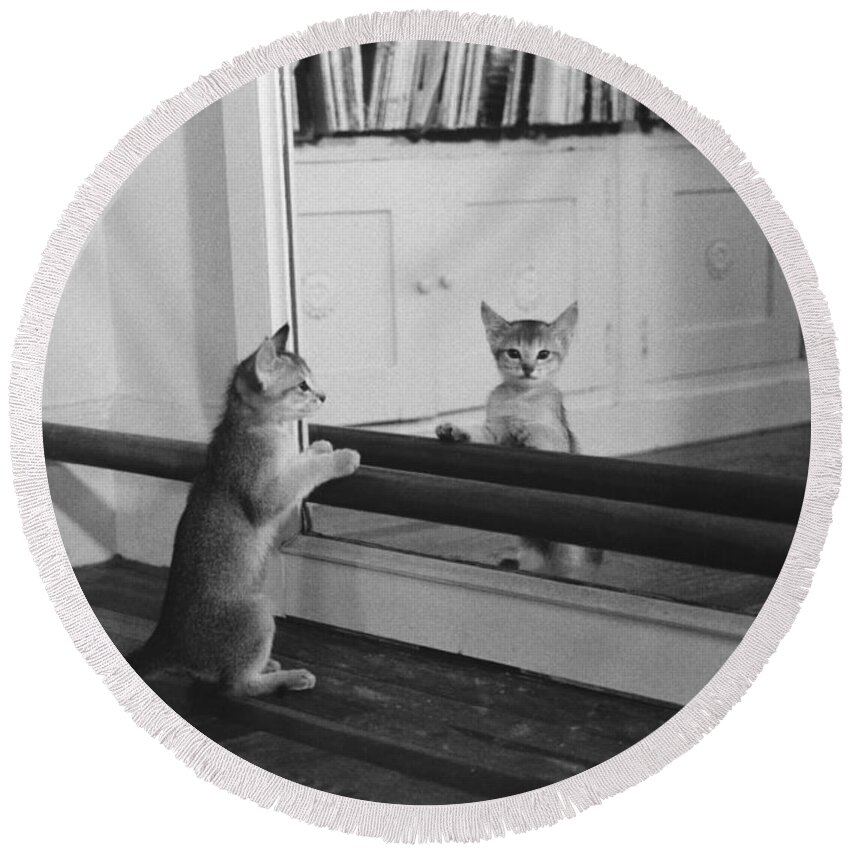 Animal Round Beach Towel featuring the photograph Abyssinian Kitten In Dance Studio by Joan Baron