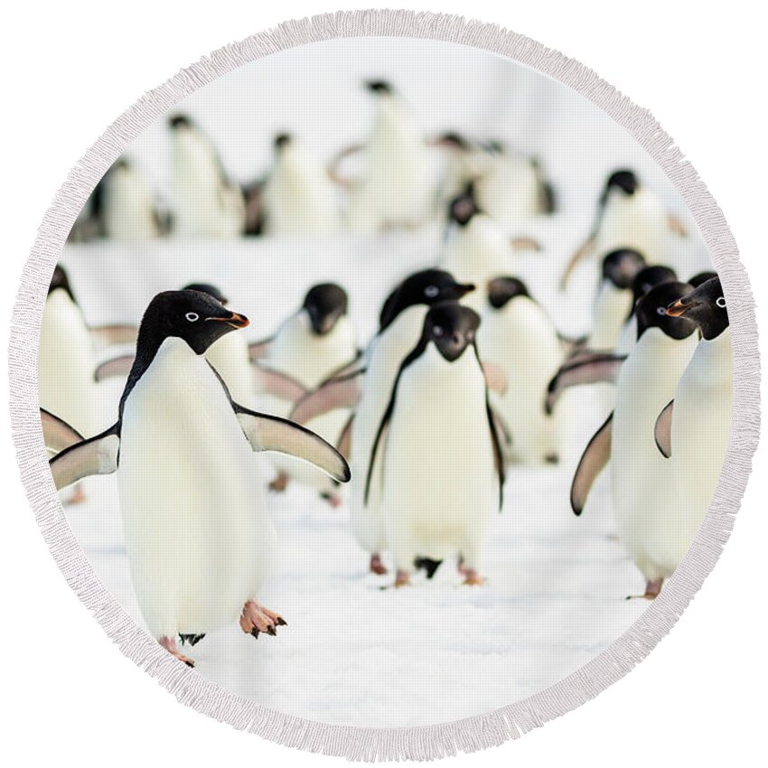 Adelie Penguin Round Beach Towels