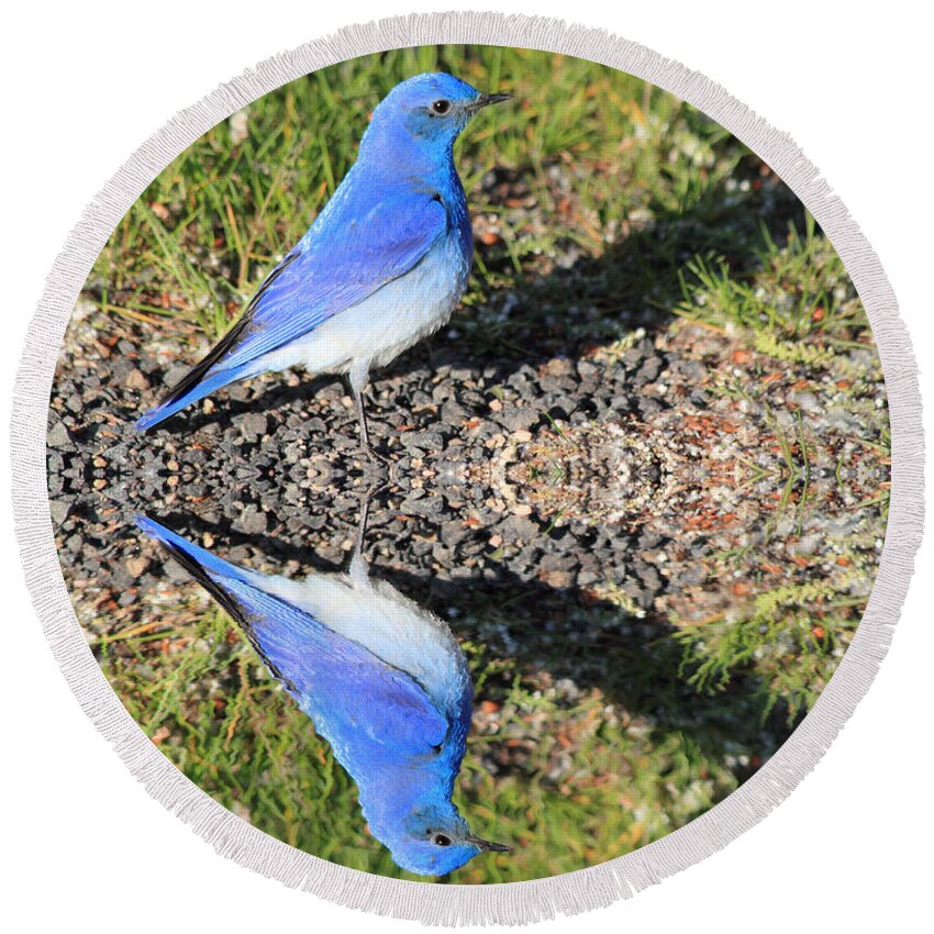 Bluebird Round Beach Towel featuring the photograph Admiring My Beauty by Shane Bechler
