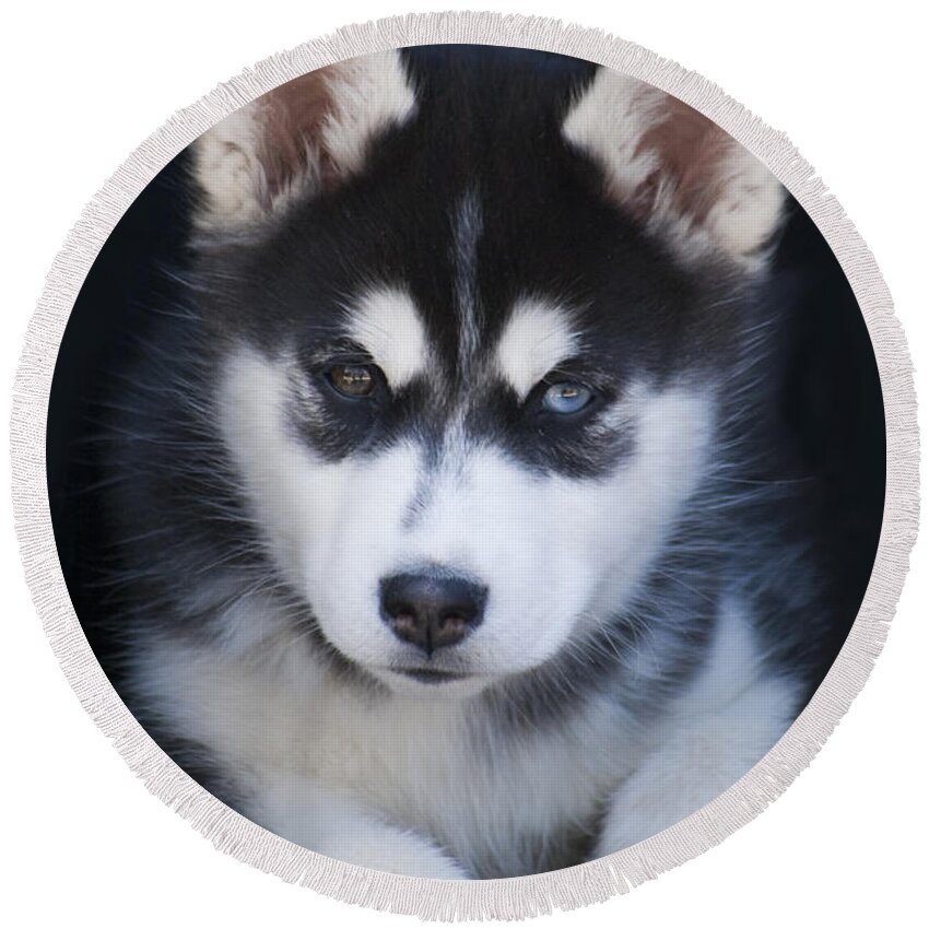 Siberian Round Beach Towel featuring the photograph Adorable Siberian Husky Sled Dog Puppy by Kathy Clark