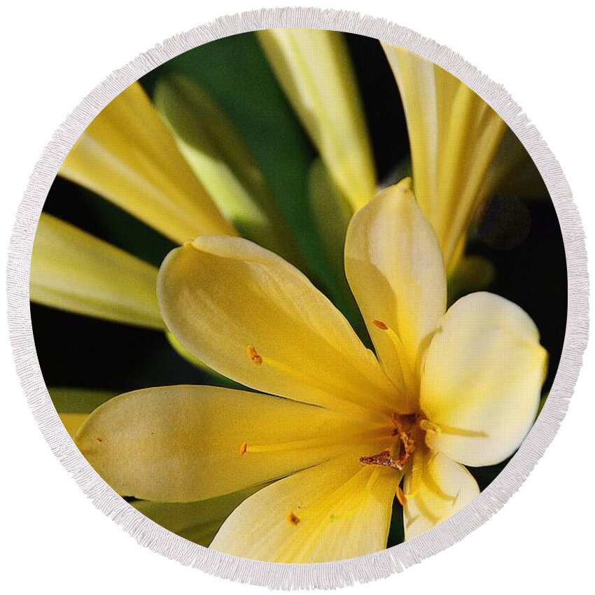 Clivia Round Beach Towel featuring the photograph African Amaryllis by Cindy Manero