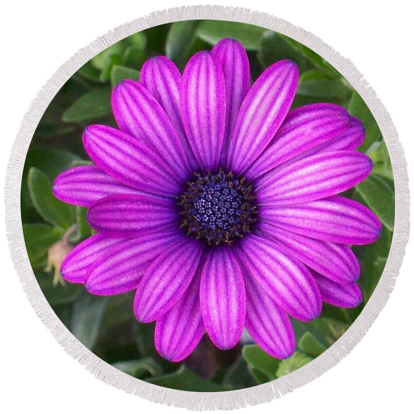 This Purple Beauty Is An African Daisy. It Seems To Glow. Round Beach Towel featuring the photograph African Beauty by Belinda Lee