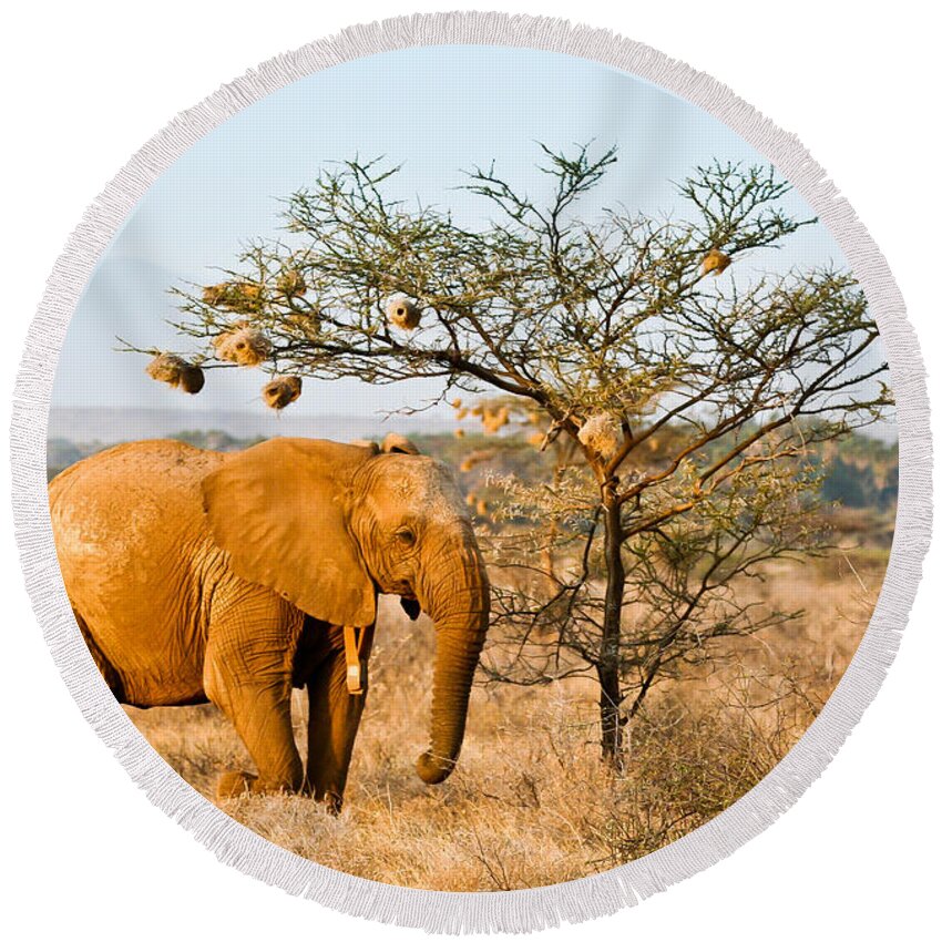 African Elephant Round Beach Towel featuring the photograph African Elephant wearing a Radio Collar by Liz Leyden
