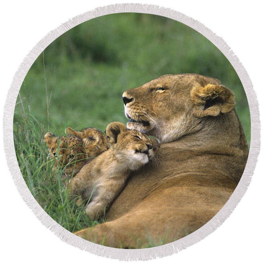 Africa Round Beach Towel featuring the photograph African Lions Mother and Cubs Tanzania by Dave Welling