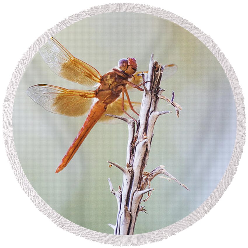 Flame Skimmer Round Beach Towel featuring the photograph Agave and Dragonfly by Ruth Jolly
