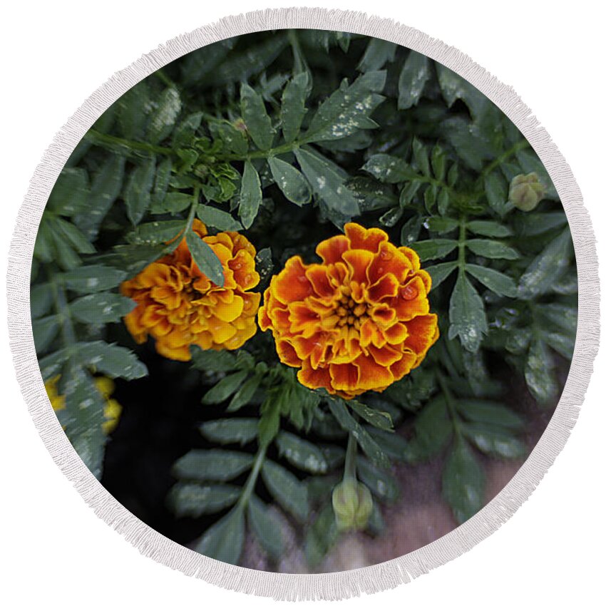 Flowers Round Beach Towel featuring the photograph Aidan's Marigolds by Jean Macaluso