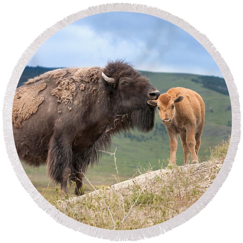 Bison Round Beach Towel featuring the photograph Ain't Life Grand by Jack Bell
