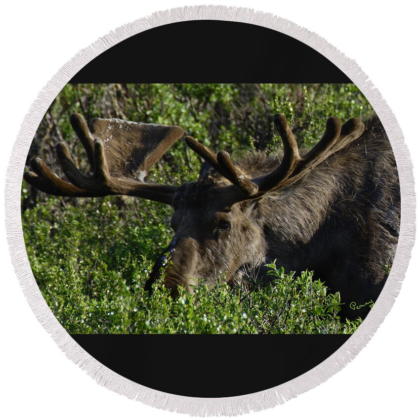 : Penny Lisowski Round Beach Towel featuring the photograph Alaskan Moose by Penny Lisowski