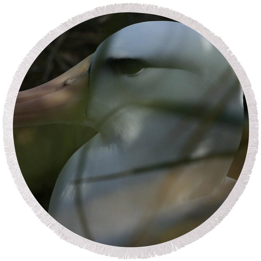Black Browed Albatross On Nest Round Beach Towel featuring the photograph Albatross by Amanda Stadther