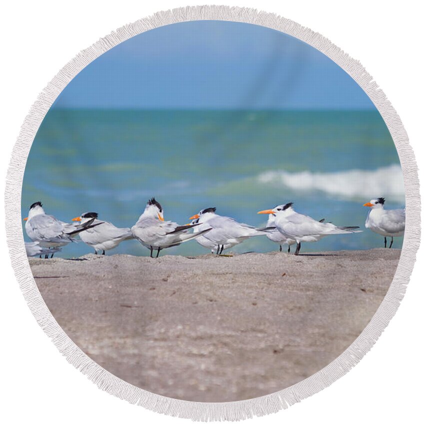 Tern Round Beach Towel featuring the photograph All In A Row by Kim Hojnacki