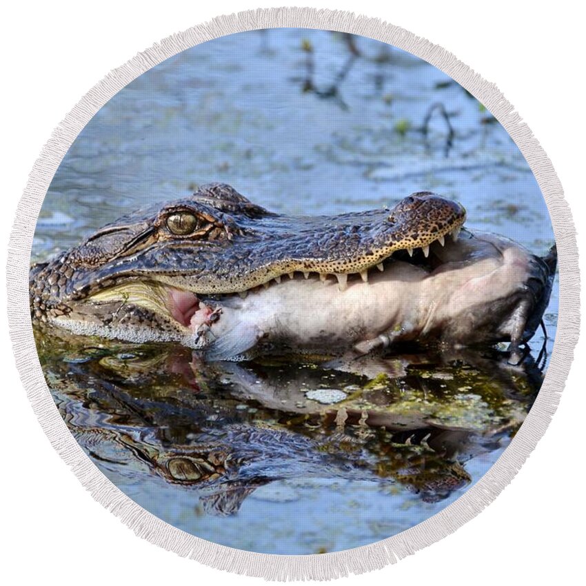 Alligator Round Beach Towel featuring the photograph Alligator Catches Catfish by Kathy Baccari